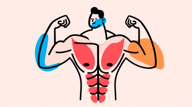 Image representing Muscles