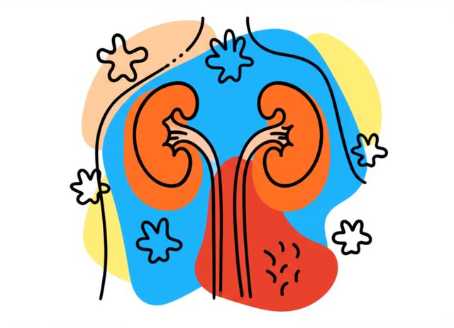 Image representing Urinary System